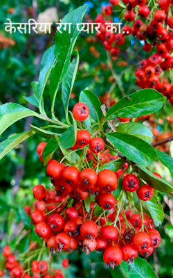 केसरिया रंग प्यार का..