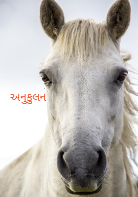 અનુકુલન