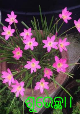 ଶୁଭେଚ୍ଛା