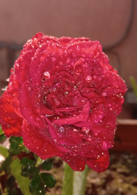 पाऊस आणि ती