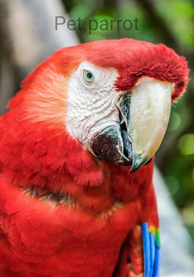 Pet Parrot