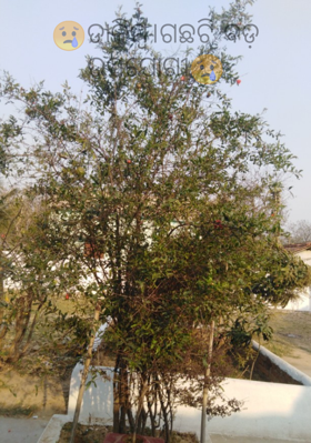 ଡାଳିମ୍ବ ଗଛଟି ବଡ଼ ଉପଯୋଗୀ