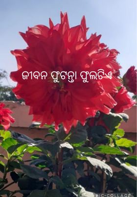 ଜୀବନ ଫୁଟନ୍ତା ଫୁଲଟିଏ