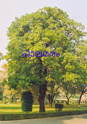 പാലമരം