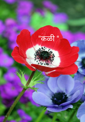         "कळी "
