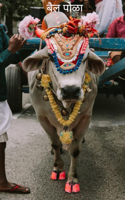 बैल पोळा