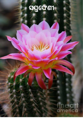 ସପ୍ତଫେଣୀ