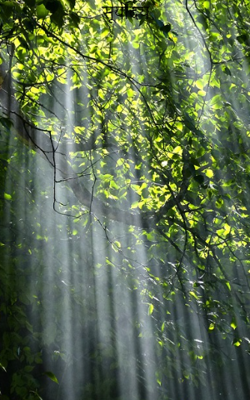 सूर्योदय