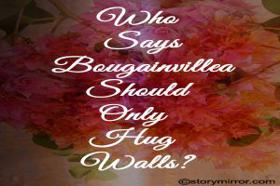 Who Says Bougainvillea Should Only Hug Walls