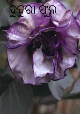 ଦୁଦୁରା ଫୁଲ