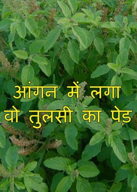 आंगन में लगा वो तुलसी का पेड़