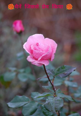 मैनें जिससे प्रेम किया