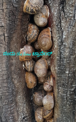 ನಂದು ಟ್ರಾವೆಲರ್