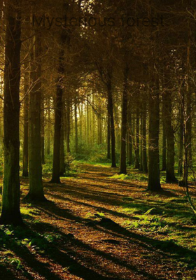 Mysterious Forest