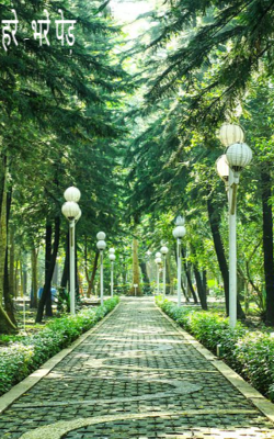 हरे -भरे पेड़