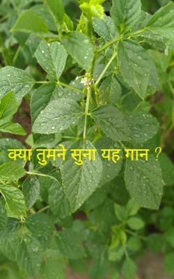 क्या तुमने सुना यह गान ?