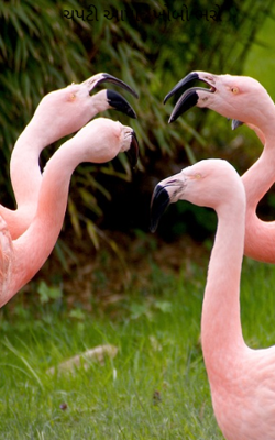 ચપટી આપો, ખોબો ભરો