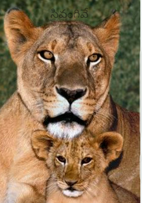 సివంగివే