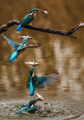 શ્વાસની સોડમ