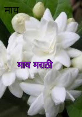 माय मराठी