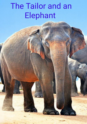 The Tailor And An Elephant