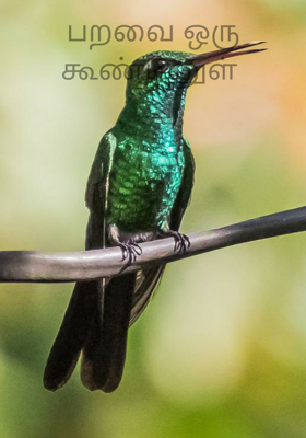 பறவை ஒரு கூண்டினுள்