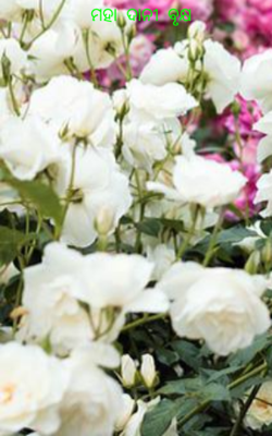 ମହାଦାନୀ ବୃକ୍ଷ