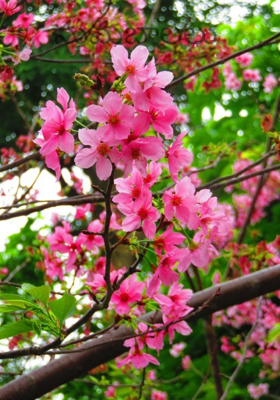 సుమబాలలు