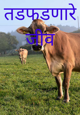 तडफडणारे जीव