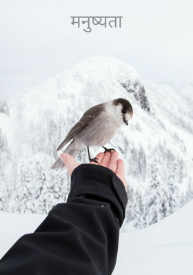 मनुष्यता