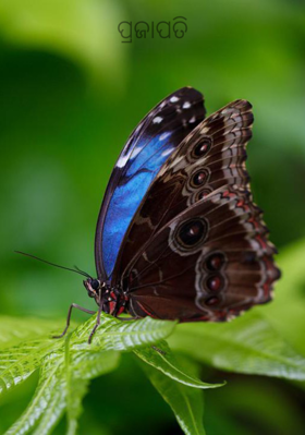 ପ୍ରଜାପତି