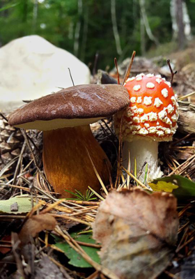 AUTUMNAL  FLAVOUR