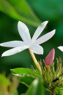 धुंद करणारा कुंद