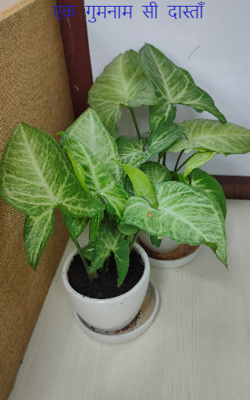 एक गुमनाम सी दास्ताँ