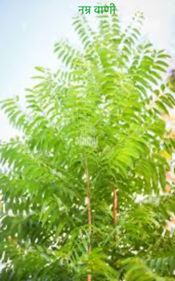 नम्र वाणी