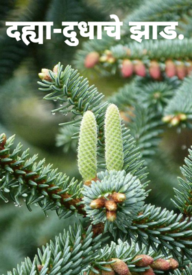 दह्या-दुधाचे झाड.