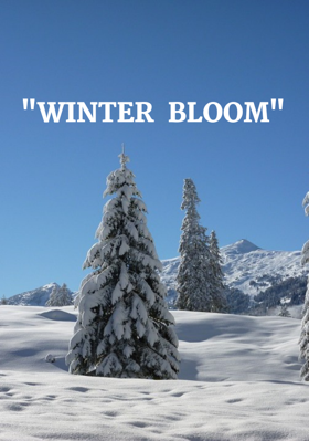 "Winter  Bloom"