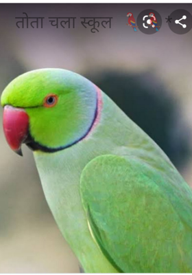 तोता चला स्कूल