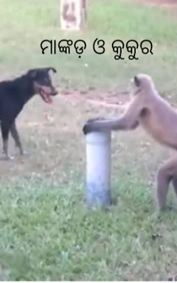 ମାଙ୍କଡ଼ ଓ କୁକୁର