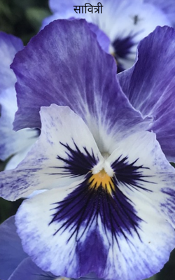 सावित्री