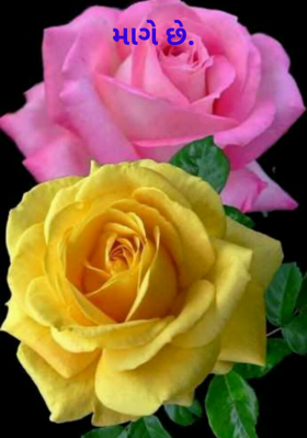 માંગે છે