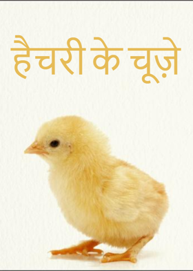 हैचरी के चूज़े