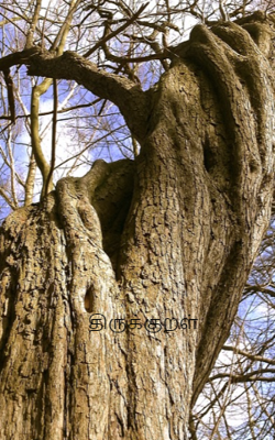 திருக்குறள்