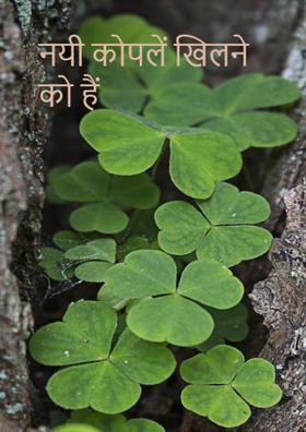 नयी कोपलें खिलने को है