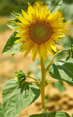 The Story On Yellow Colour