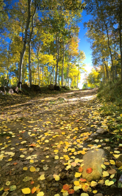 Nature Is Everywhere