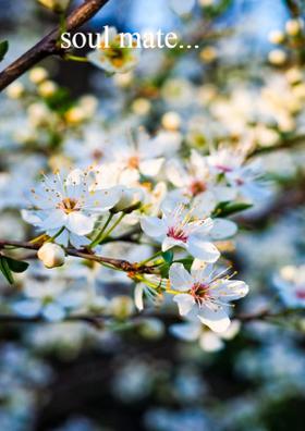 Soulmate...