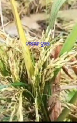 ଚାଷୀଙ୍କ ଦୁଃଖ....