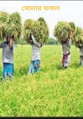 সোনার ফসল