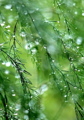 ବର୍ଷା ଆସେ